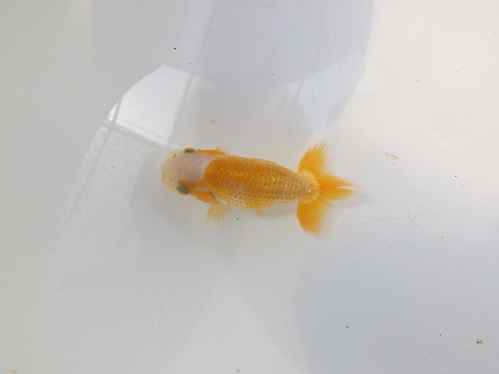 【愛知超優良系統 】非常に綺麗な柄の可愛い更紗　当歳らんちゅう約8cm