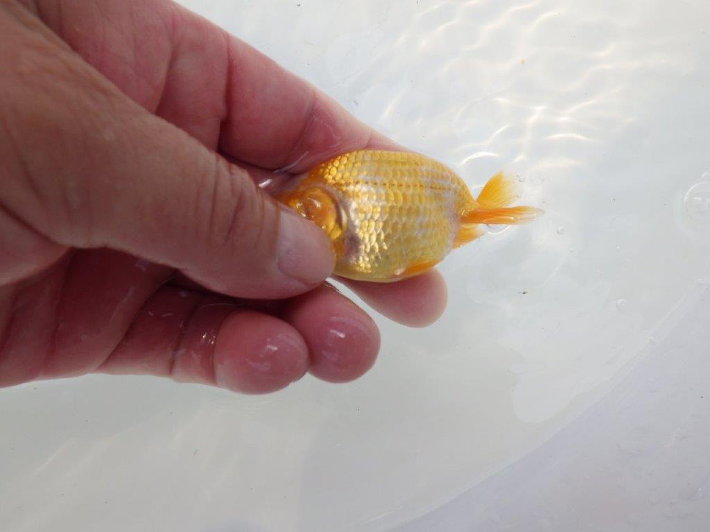 【愛知超優良系統 】非常に綺麗な柄の可愛い更紗　当歳らんちゅう約8cm