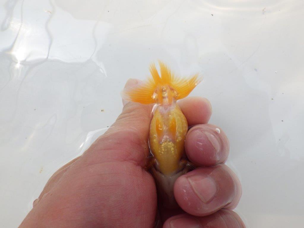 【愛知超優良系統 】非常に綺麗な柄の可愛い更紗　当歳らんちゅう約8cm