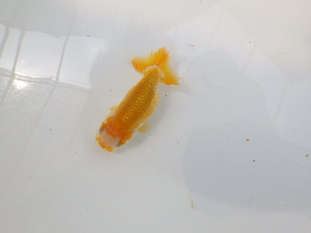 【愛知超優良系統 】非常に綺麗な模様が楽しめる　当歳らんちゅう約9cm