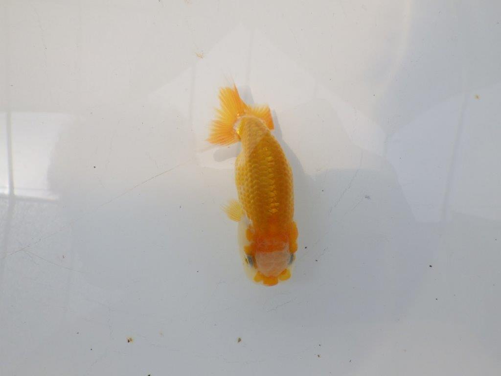 【愛知超優良系統 】非常に綺麗な模様が楽しめる　当歳らんちゅう約9cm