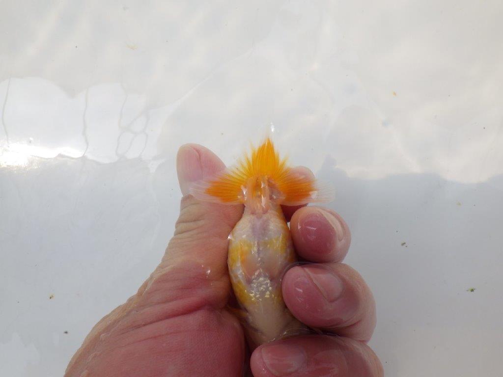 【愛知超優良系統 】非常に綺麗な模様が楽しめる　当歳らんちゅう約9cm
