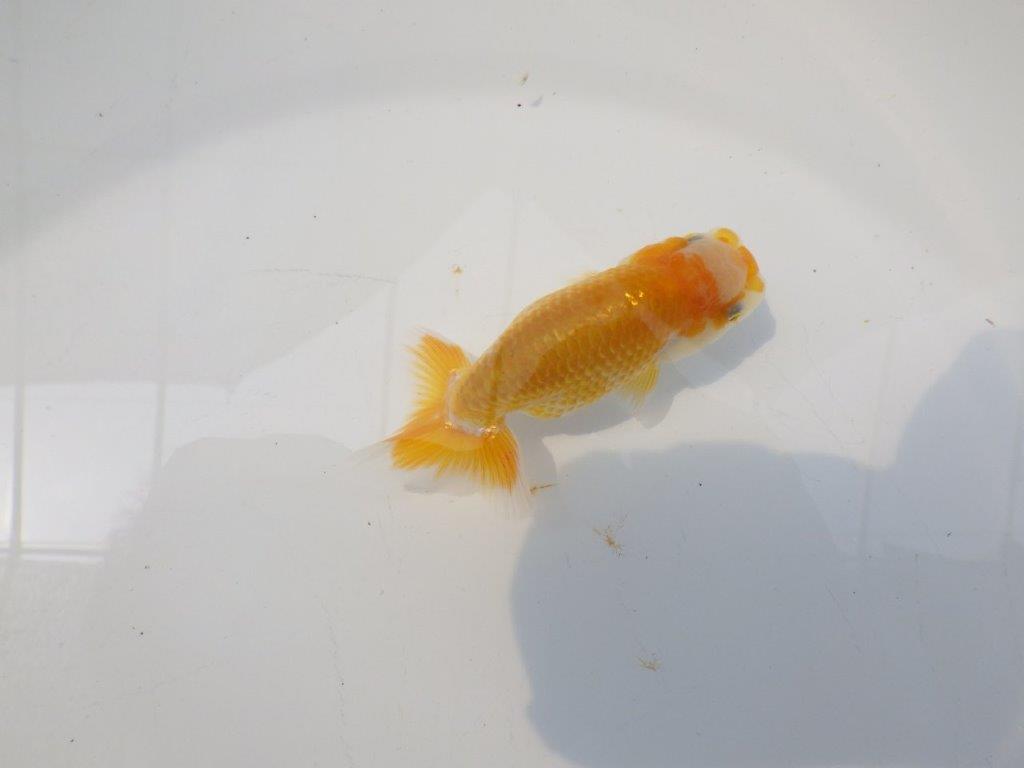 【愛知超優良系統 】非常に綺麗な模様が楽しめる　当歳らんちゅう約9cm