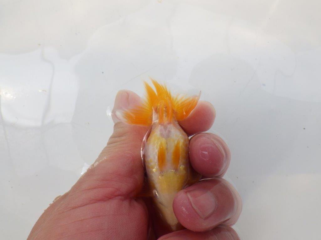 【愛知超優良系統 】上物更紗 当歳らんちゅう約8,5cm