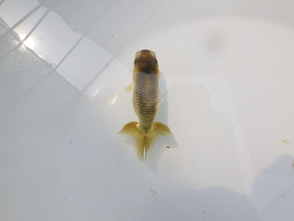【愛知超優良系統 】色変わりが楽しめる黒仔 当歳らんちゅう約8,5cm