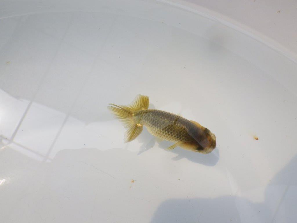 【愛知超優良系統 】色変わりが楽しめる黒仔 当歳らんちゅう約8,5cm