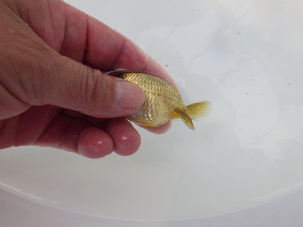 【愛知超優良系統 】色変わりが楽しめる黒仔 当歳らんちゅう約8,5cm