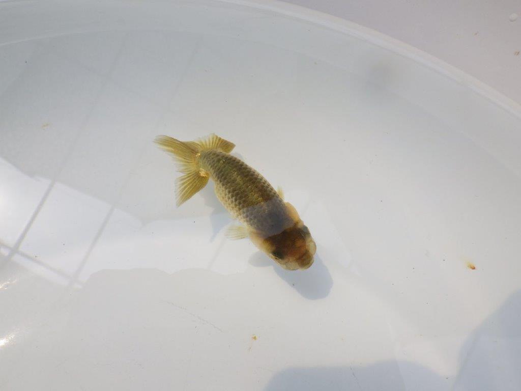 【愛知超優良系統 】色変わりが楽しめる黒仔 当歳らんちゅう約8,5cm