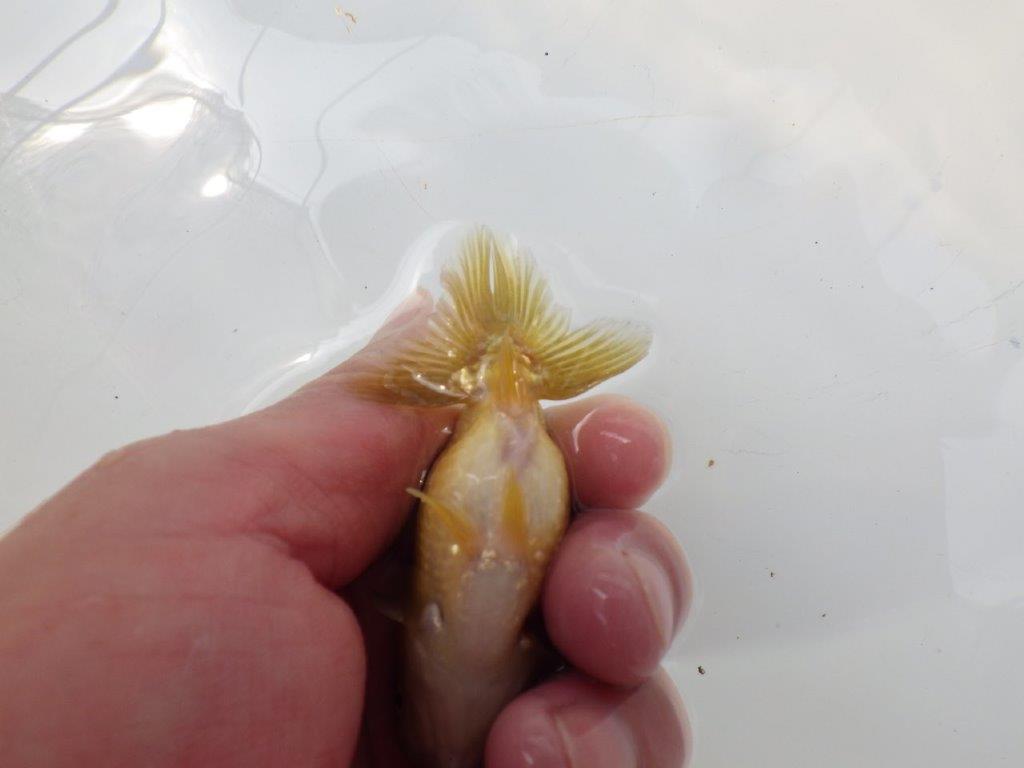【愛知超優良系統 】色変わりが楽しめる黒仔 当歳らんちゅう約8,5cm