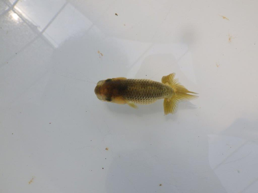 【愛知超優良系統 】色変わりが楽しめる黒仔 当歳らんちゅう約8,5cm