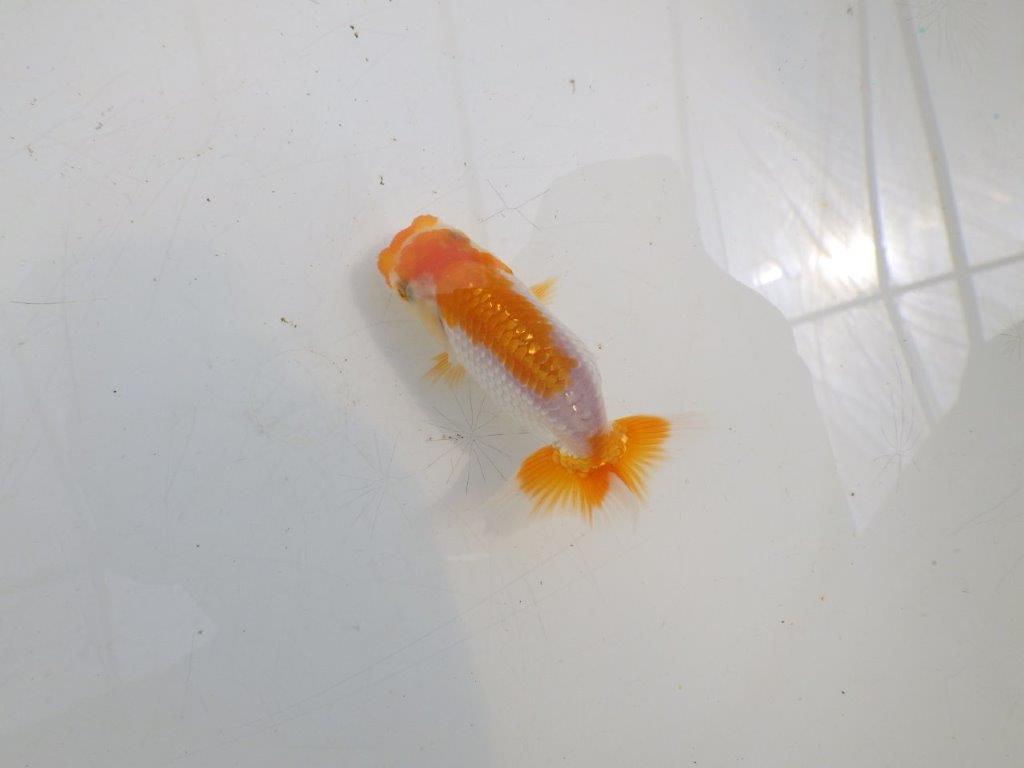 【全国大会東大関獲得ブリーダー】フンタンの発育が良い当歳らんちゅう約8,5cm
