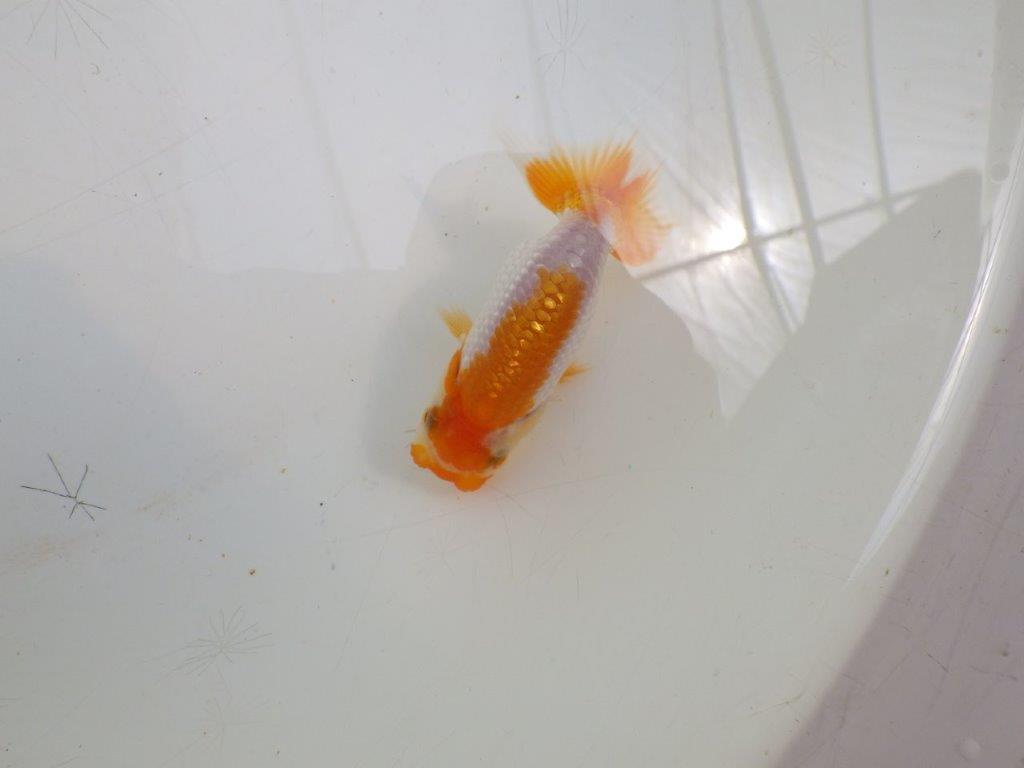 【全国大会東大関獲得ブリーダー】フンタンの発育が良い当歳らんちゅう約8,5cm