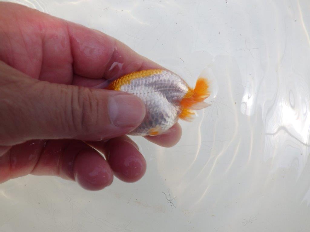 【全国大会東大関獲得ブリーダー】フンタンの発育が良い当歳らんちゅう約8,5cm