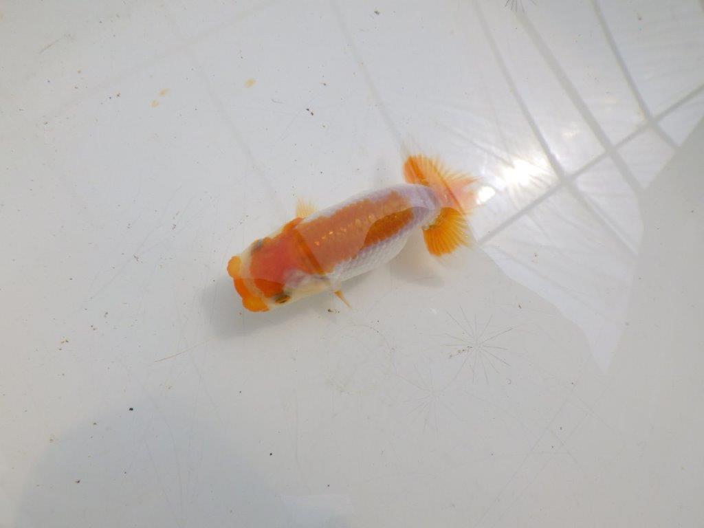 【全国大会東大関獲得ブリーダー】フンタンの発育が良い当歳らんちゅう約8,5cm