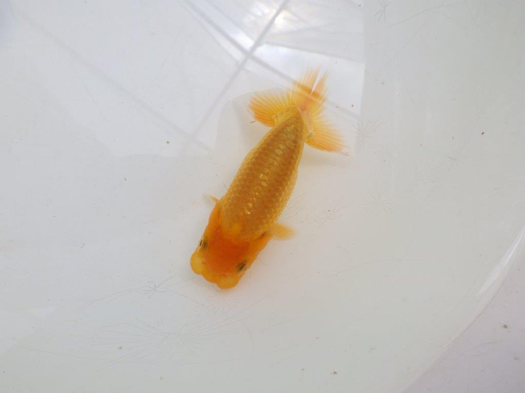 【全国大会東大関獲得ブリーダー 】頭が良く背も綺麗な当歳らんちゅう約9㎝
