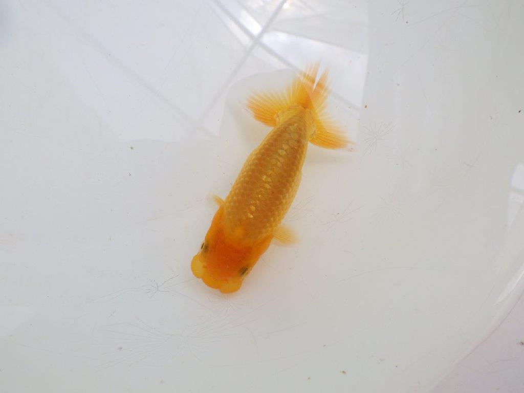 【全国大会東大関獲得ブリーダー 】頭が良く背も綺麗な当歳らんちゅう約9㎝の上身