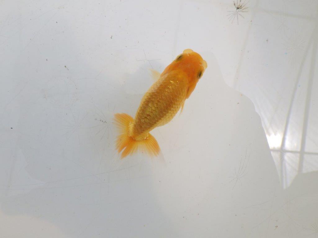 【全国大会東大関獲得ブリーダー】頭・尾型が良い当歳らんちゅう約8cm