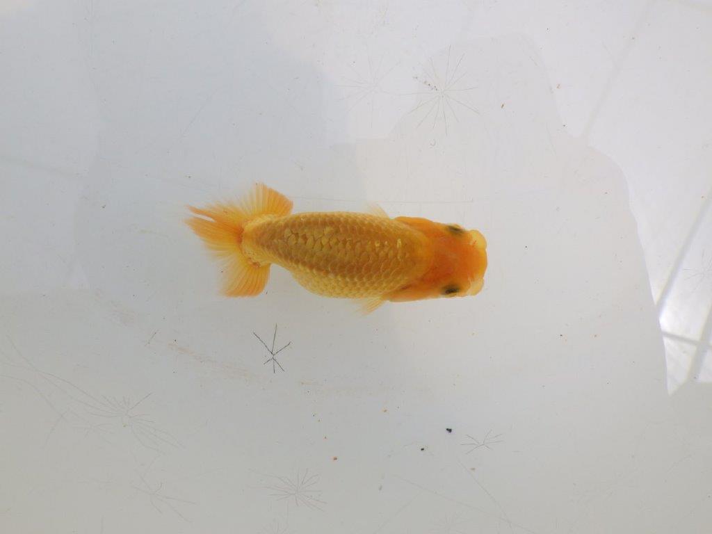 【全国大会東大関獲得ブリーダー】頭・尾型が良い当歳らんちゅう約8cm