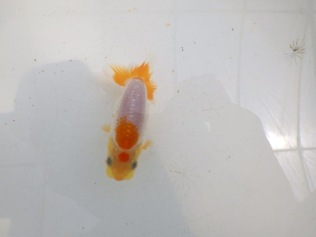 【全国大会東大関獲得ブリーダー 】背、腰も綺麗で水槽映え当歳らんちゅう約8㎝