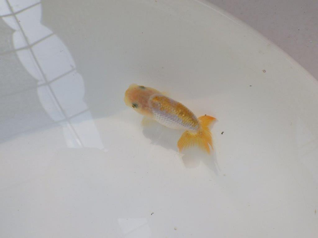 【逸品当歳らんちゅう】愛知超優良系統様作　背腰も綺麗尾張りも良い　約8ｃｍ前後