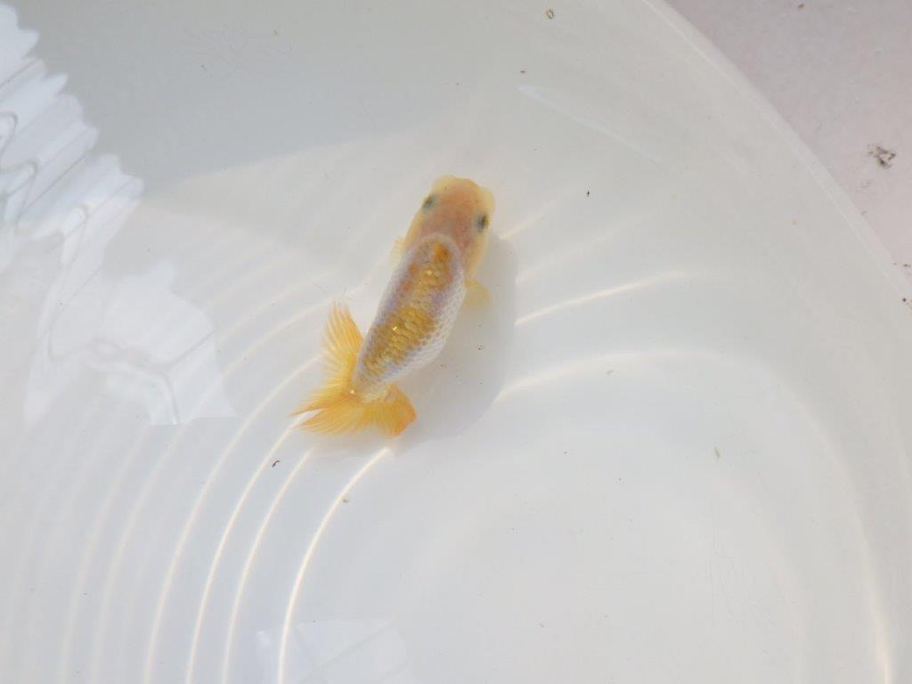 【逸品当歳らんちゅう】愛知超優良系統様作　背腰も綺麗尾張りも良い　約8ｃｍ前後