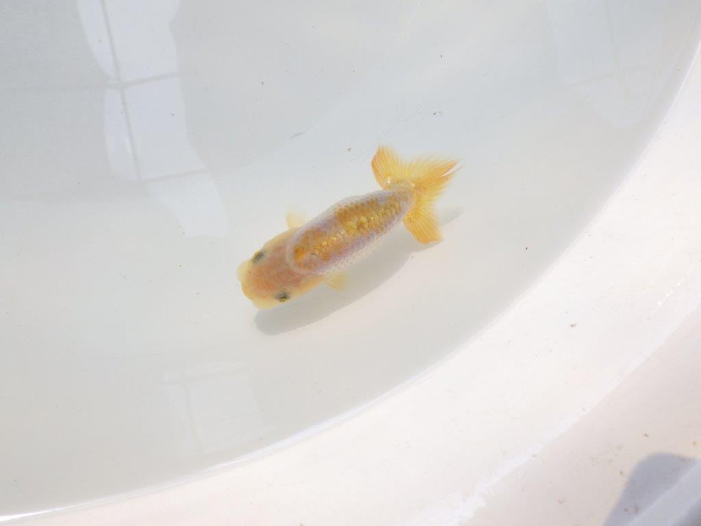【逸品当歳らんちゅう】愛知超優良系統様作　背腰も綺麗尾張りも良い　約8ｃｍ前後の上身
