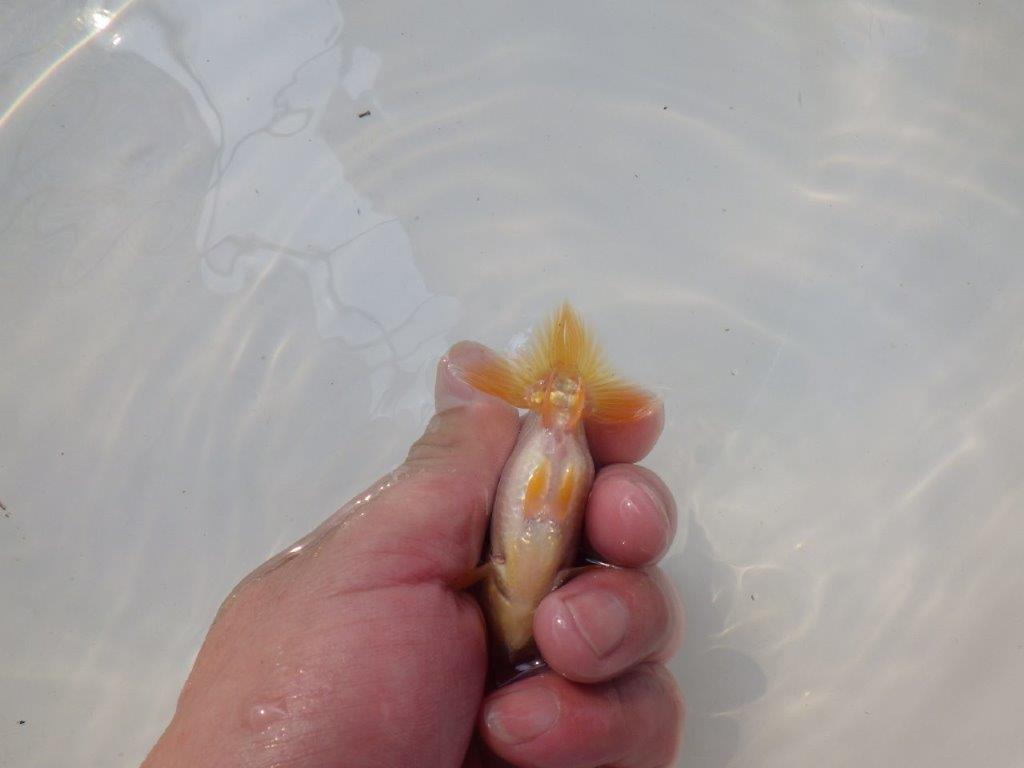 【逸品当歳らんちゅう】愛知超優良系統様作　背腰も綺麗尾張りも良い　約8ｃｍ前後