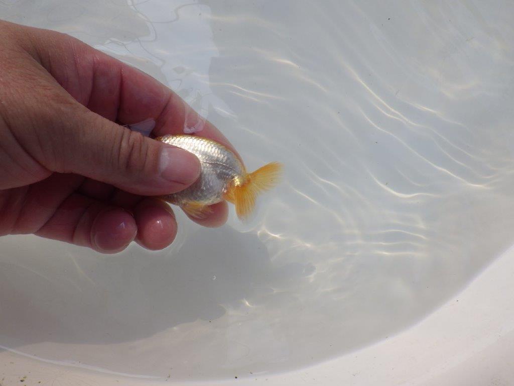 【逸品当歳らんちゅう】愛知超優良系統様作　背腰も綺麗尾張りも良い　約8ｃｍ前後