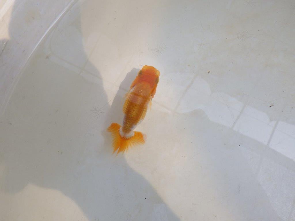【 激熱！！】頭、尾の雰囲気が良い更紗らんちゅう　約8,5ｃｍ　西大関系統　　期間限定販売