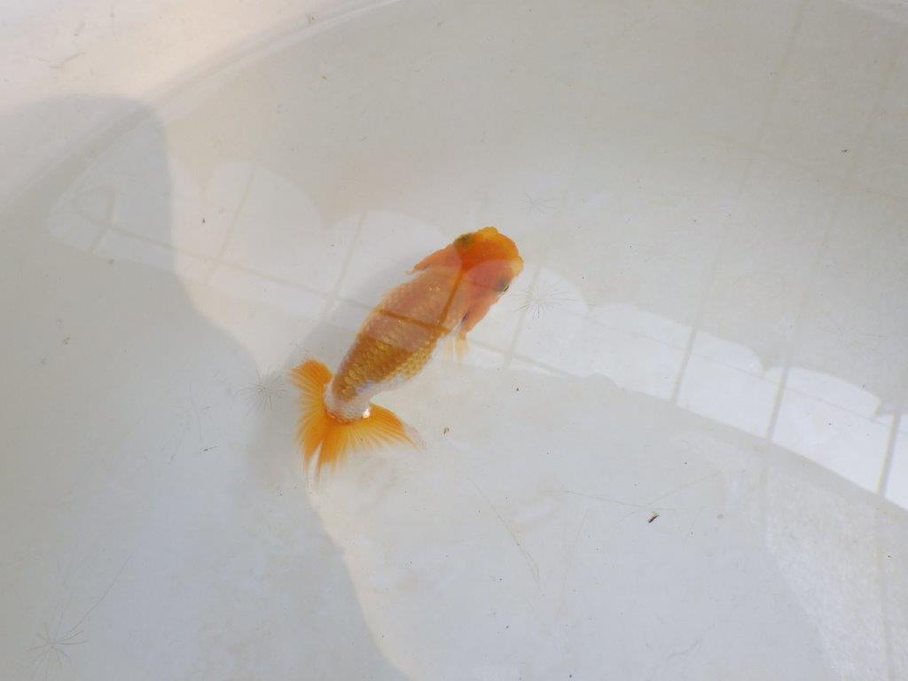 【 激熱！！】頭、尾の雰囲気が良い更紗らんちゅう　約8,5ｃｍ　西大関系統　　期間限定販売