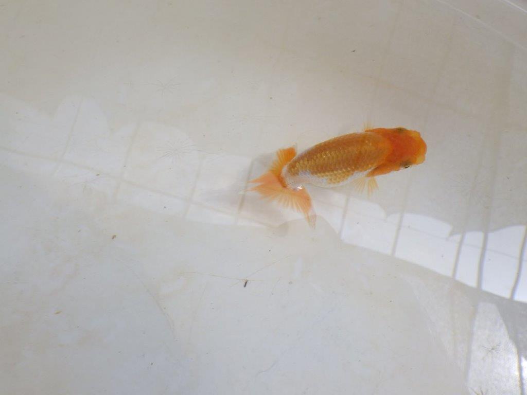 【 激熱！！】頭、尾の雰囲気が良い更紗らんちゅう　約8,5ｃｍ　西大関系統　　期間限定販売