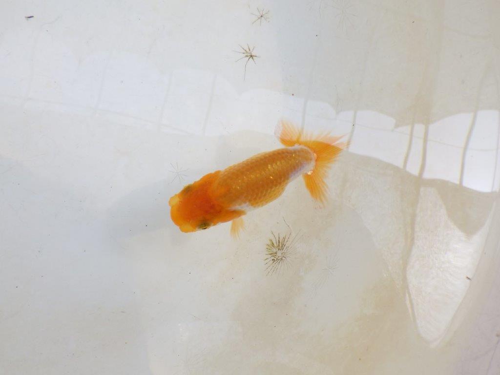 【 激熱！！】頭、尾の雰囲気が良い更紗らんちゅう　約8,5ｃｍ　西大関系統　　期間限定販売