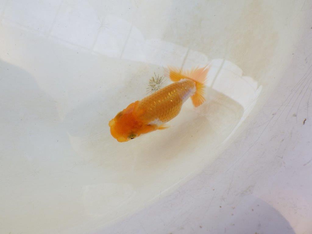 【 激熱！！】頭、尾の雰囲気が良い更紗らんちゅう　約8,5ｃｍ　西大関系統　　期間限定販売
