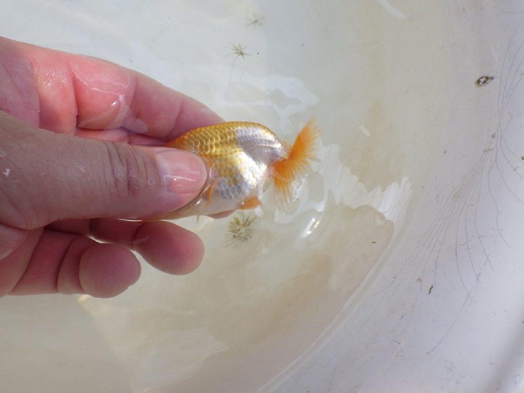 【 激熱！！】頭、尾の雰囲気が良い更紗らんちゅう　約8,5ｃｍ　西大関系統　　期間限定販売