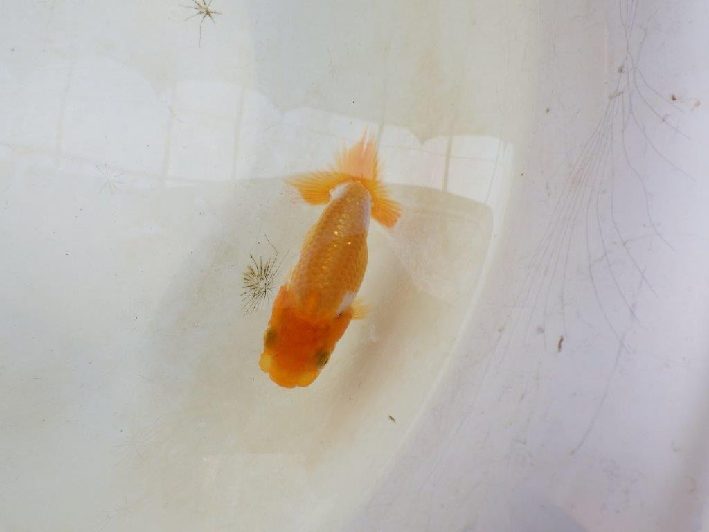 【 激熱！！】頭、尾の雰囲気が良い更紗らんちゅう　約8,5ｃｍ　西大関系統　　期間限定販売