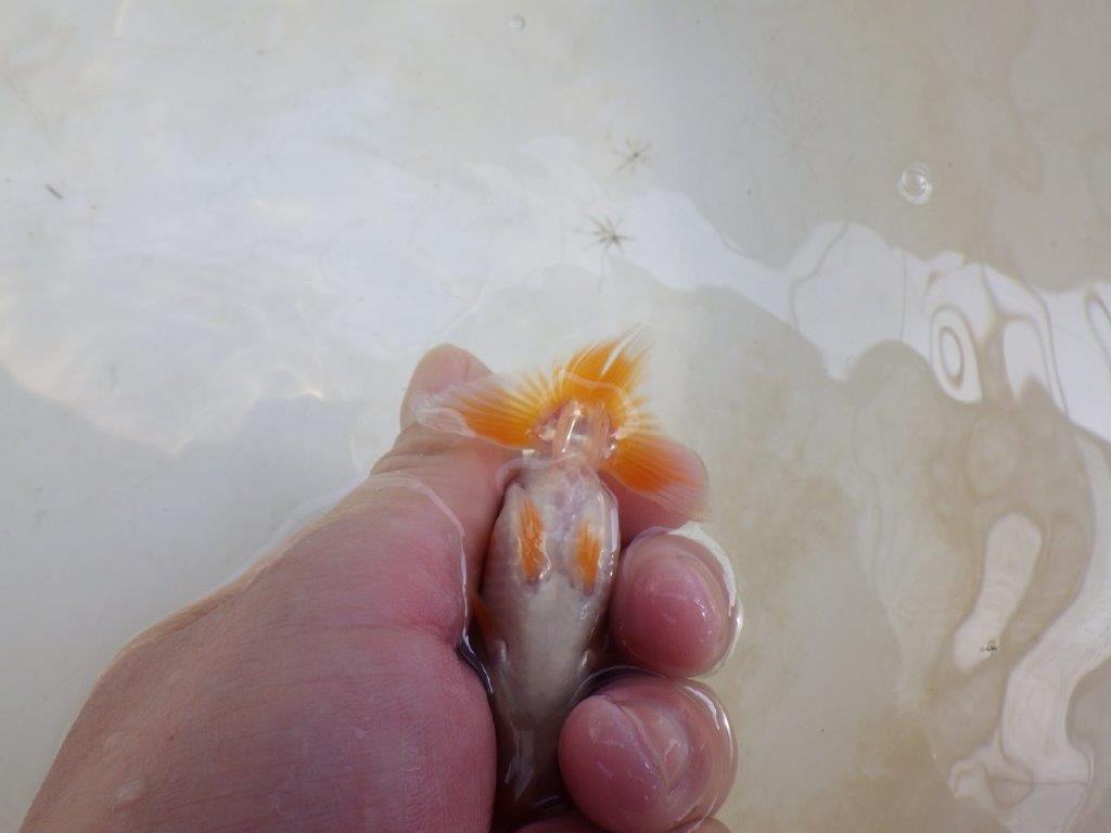 【 激熱！！】頭、尾の雰囲気が良い更紗らんちゅう　約8,5ｃｍ　西大関系統　　期間限定販売
