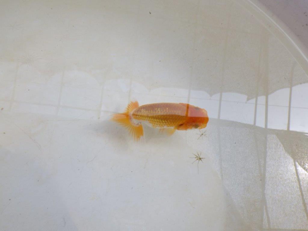 【 激熱！！】雰囲気が良い更紗らんちゅう　約8,5ｃｍ　西大関系統　　期間限定販売
