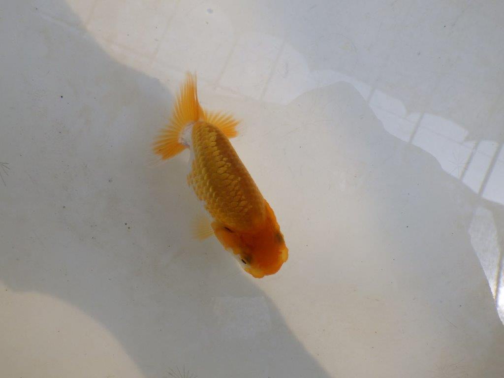 【 激熱！！】雰囲気が良い更紗らんちゅう　約8,5ｃｍ　西大関系統　　期間限定販売