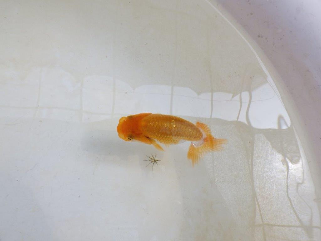 【 激熱！！】雰囲気が良い更紗らんちゅう　約8,5ｃｍ　西大関系統　　期間限定販売
