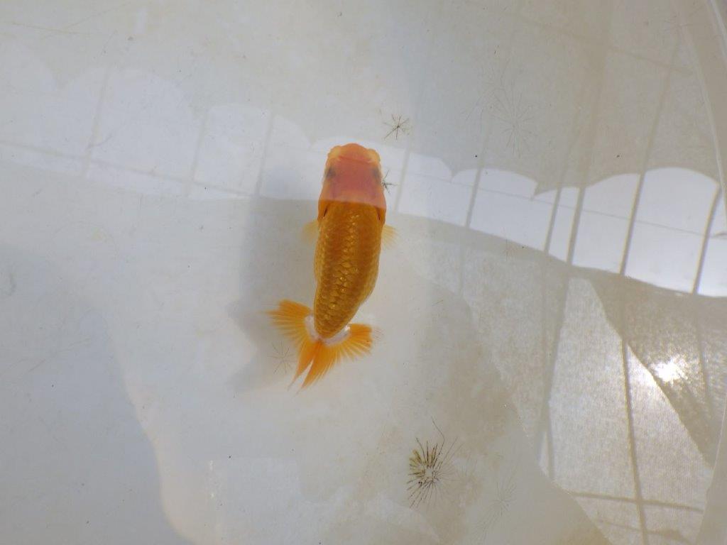 【 激熱！！】雰囲気が良い更紗らんちゅう　約8,5ｃｍ　西大関系統　　期間限定販売