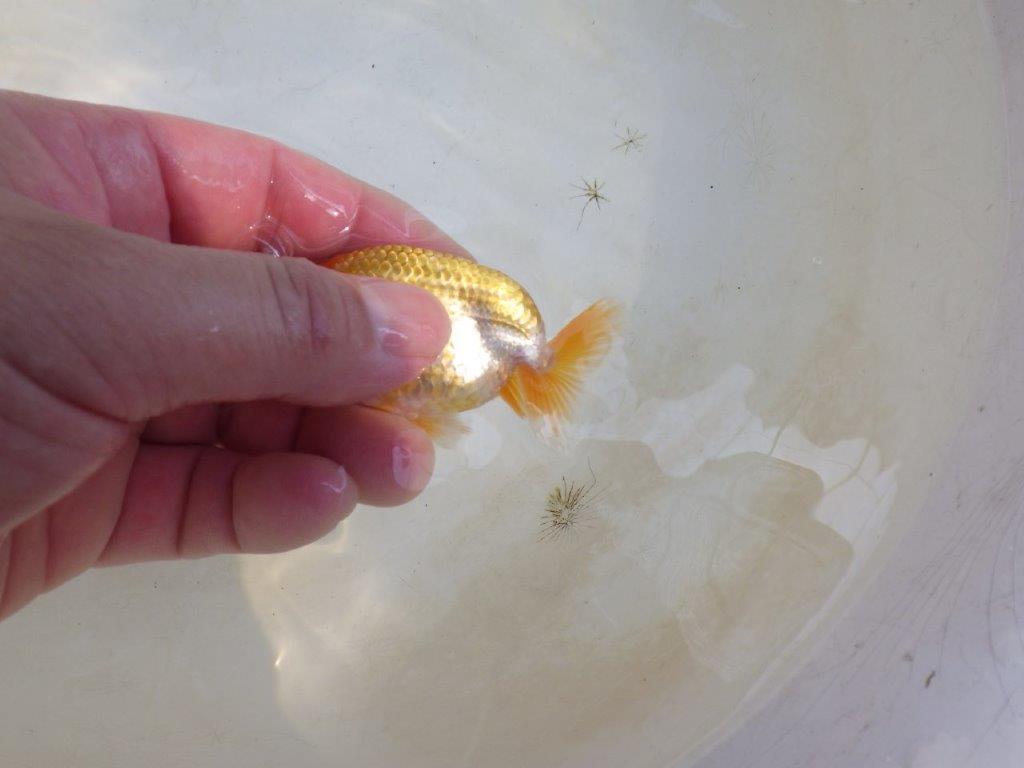 【 激熱！！】雰囲気が良い更紗らんちゅう　約8,5ｃｍ　西大関系統　　期間限定販売