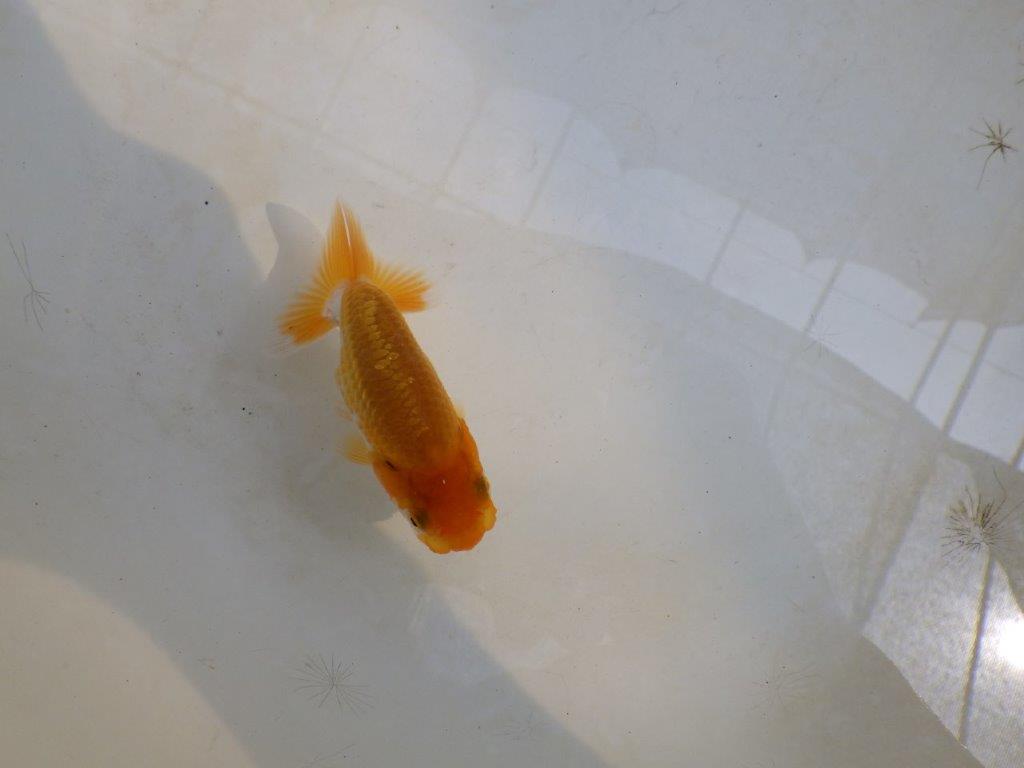 【 激熱！！】雰囲気が良い更紗らんちゅう　約8,5ｃｍ　西大関系統　　期間限定販売