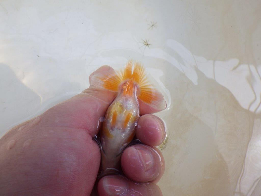 【 激熱！！】雰囲気が良い更紗らんちゅう　約8,5ｃｍ　西大関系統　　期間限定販売