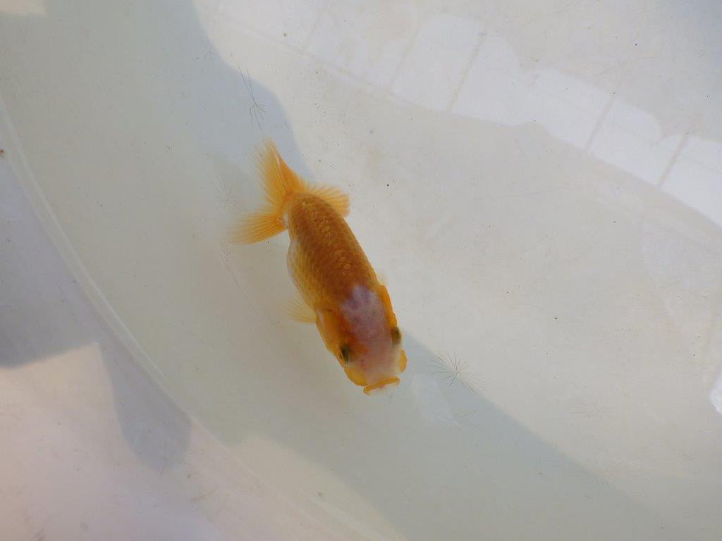 【 激熱！！】研究会などにも！更紗らんちゅう　約8ｃｍ　西大関系統　　期間限定販売