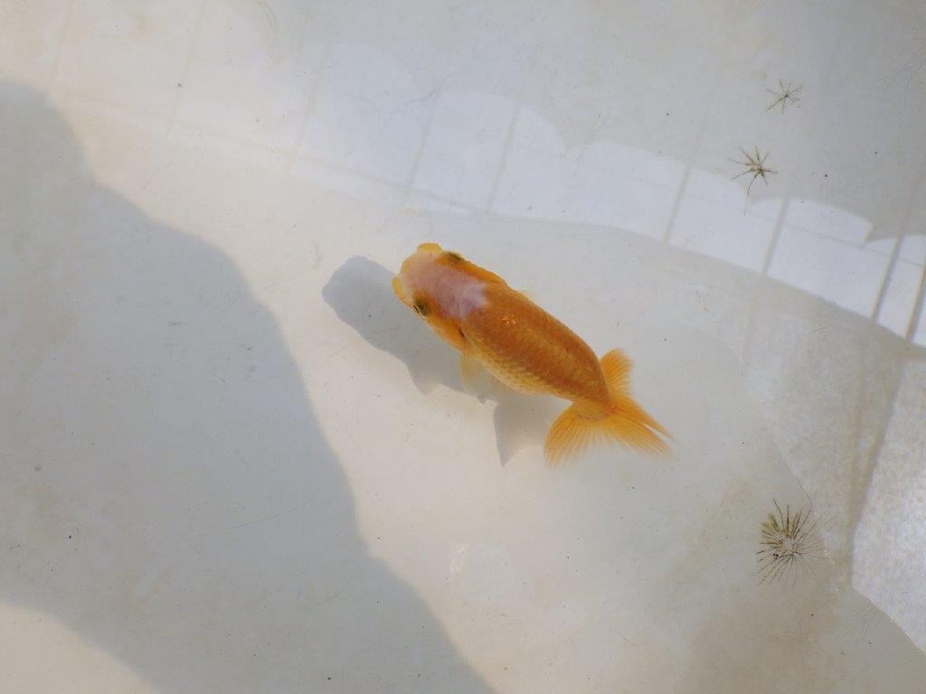 【 激熱！！】研究会などにも！更紗らんちゅう　約8ｃｍ　西大関系統　　期間限定販売