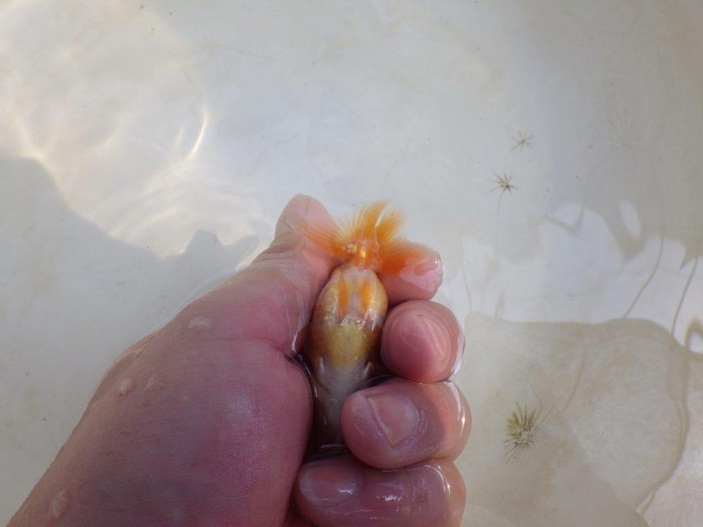 【 激熱！！】研究会などにも！更紗らんちゅう　約8ｃｍ　西大関系統　　期間限定販売