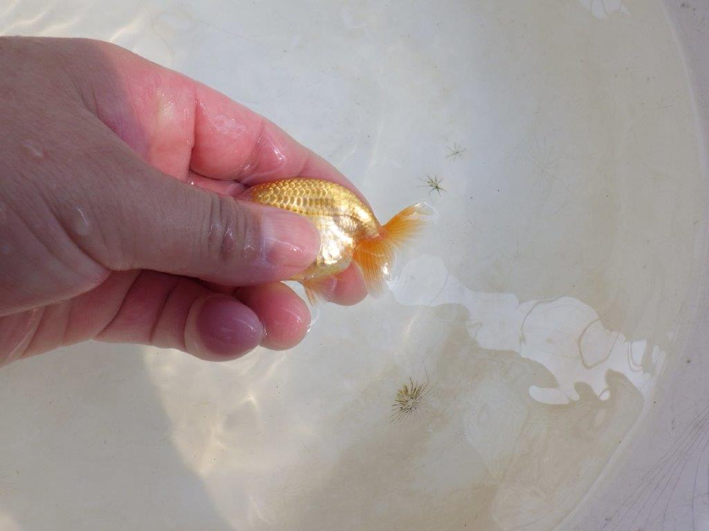 【 激熱！！】研究会などにも！更紗らんちゅう　約8ｃｍ　西大関系統　　期間限定販売