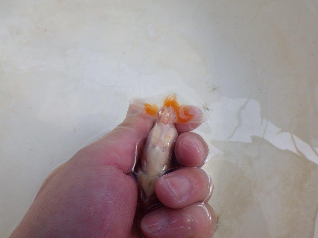【 激熱！！】派手な印象を受ける更紗らんちゅう　約8ｃｍ　西大関系統　　期間限定販売