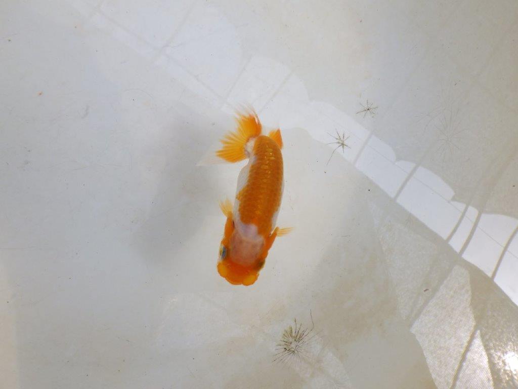【 激熱！！】派手な印象を受ける更紗らんちゅう　約8ｃｍ　西大関系統　　期間限定販売