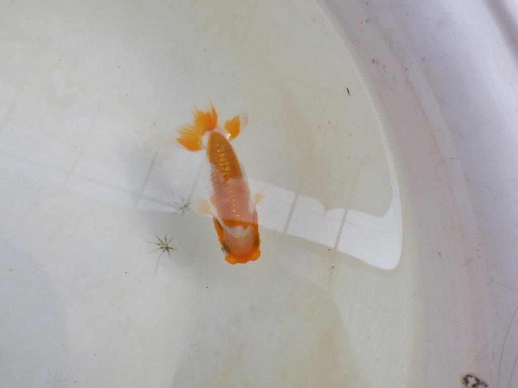 【 激熱！！】派手な印象を受ける更紗らんちゅう　約8ｃｍ　西大関系統　　期間限定販売